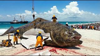 The $1.8 Million Giant Pacific Halibut Catch | Real Sea Harvest Documentary
