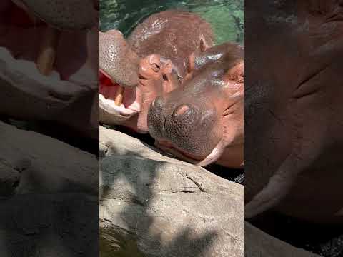 Hippos Love Watermelons