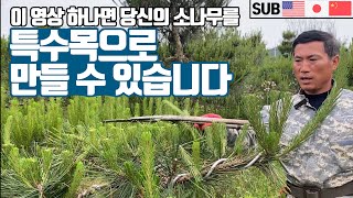초보자도 할 수 있는 전원주택 소나무 개밥(상순)곡전지!