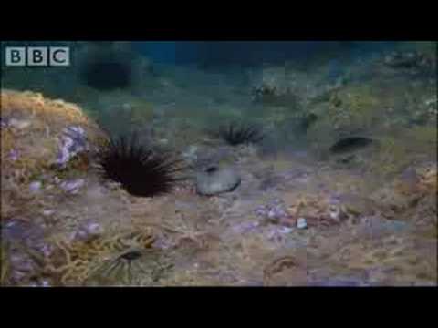 Army of Sea Urchins? | Planet Earth | BBC