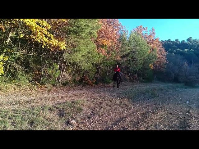 Tr&egrave;s belle et grande jument