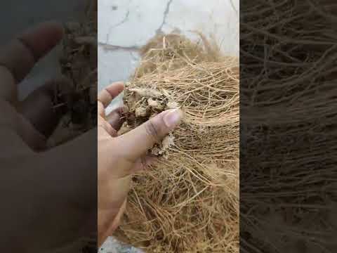 Sinhal raw herb vetiver roots - vetiveria zizanioides - khus...