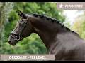 Yegua Caballo de Deporte Alemán En venta 2014 Negro