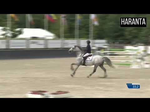 Haranta - 1.45 niveau - Schaefer Raposa