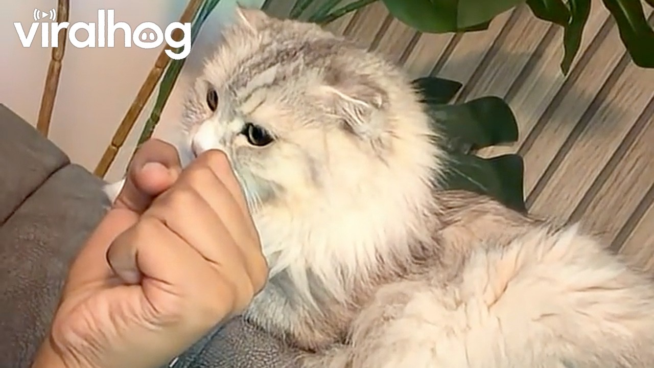 Cat Training for a Boxing Match || ViralHog