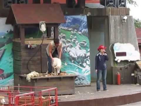 2014.07.31 清境農場 綿羊秀~~~