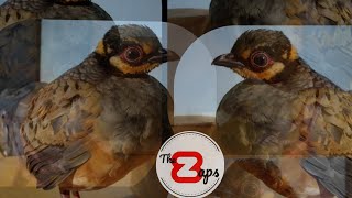 Download lagu puyuh gonggong suara gacor mp3