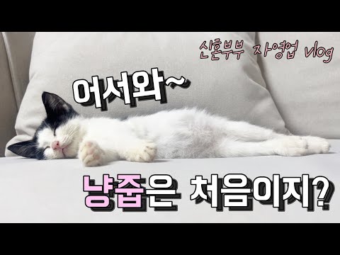 내 이름은 장안이. 고양이죠.