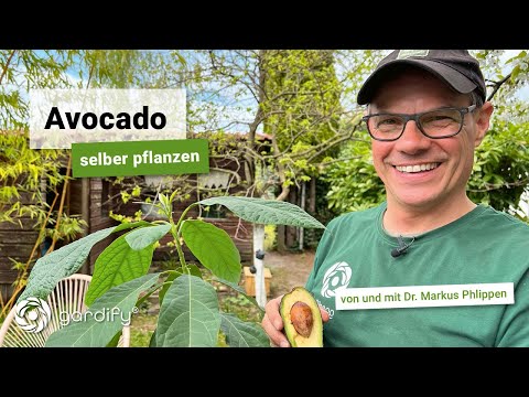 Grow your own avocado plant! Includes care tips on soil, fertilization, location, and pruning | g...