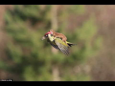 Weasel and Woodpecker