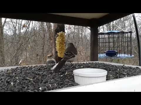Mockingbird VS Red Bellied Woodpecker!