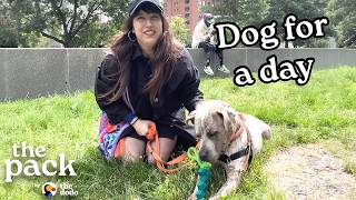 Can’t adopt a dog right now? Try this instead | The Dodo