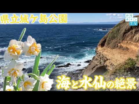 県立城ケ島公園【水仙】