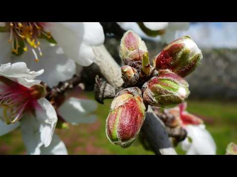 2018.03.01 EURO- Trip 2017/18 ITALIEN - SIZILIEN: Unterwegs im blühenden Hinterland mit Vientos