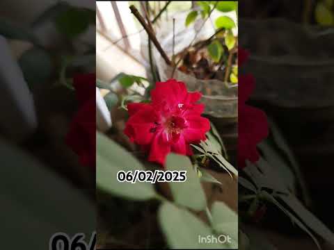 #flowersvideos #nature #balconygarden #roses
