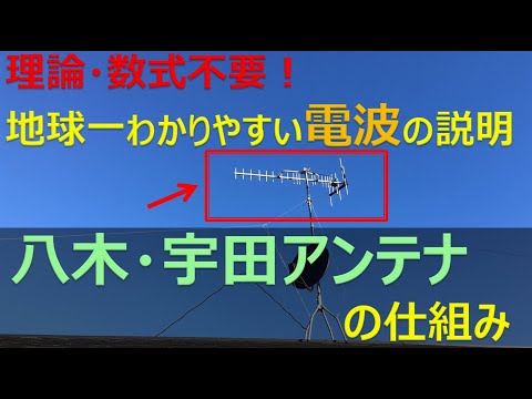 アンテナフォリ科 - 定義