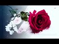 Judy Collins -- The Rose