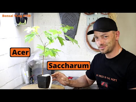 Die letzte Abmoosung aus 2022 - Acer Saccharum Zucker Ahorn [Abmoosen] | Bonsai VLog #130