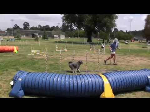 110508 Cricket Wildcard 3