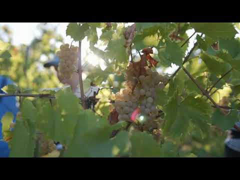 Melges 24 World Championship