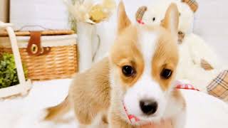 コーギーの動画01