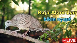 Download lagu Perkutut Lokal Gacor alam liar - MASTER PIKAT AMPUH mp3