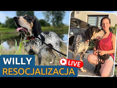Skrajnie lękliwy pies bez motywacji - Willy na Resocjalizacji Domowej #rodzinnypies