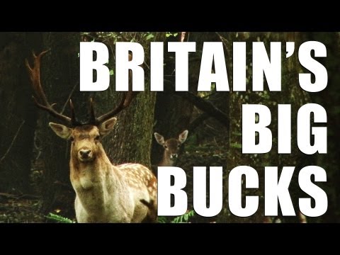 Fieldsports Britain – How to call in great big bucks (episode 152) Fieldsports Britain – How to call in great big bucks (episode 152)