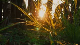 Download lagu CINEMATIC 30 SECONDS | STORY WA AESTHETIC MORNING | RAW AESTHETIC VIDEOS mp3