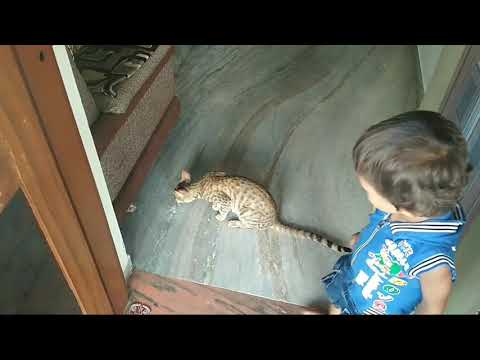 Baby playing with cat (jiyan)