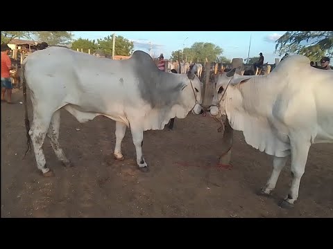 PESQUISA DE PREÇO NA FEIRA DE GADO DE TABIRA PE 