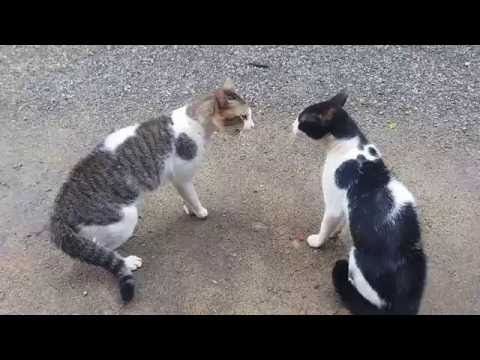 Cats Fighting with sound - Exclusive Video (Play with full sound)