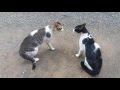 Cats Fighting With Sound Exclusive Video Play With Full Sound