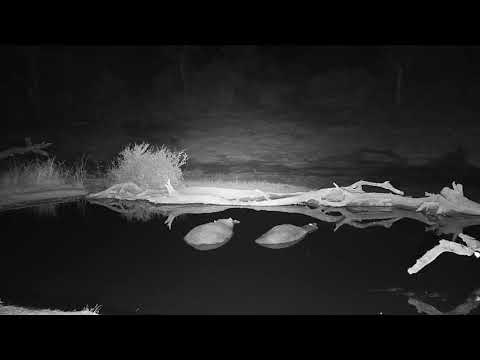 Djuma: Sights and sounds before daylight - 05:09 - 08/12/19