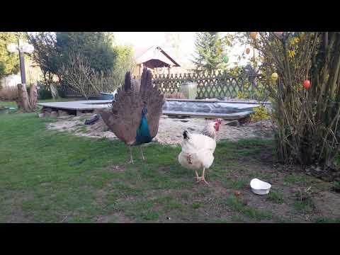 Pfau schlägt sein Rad für seine Hühner Mama
