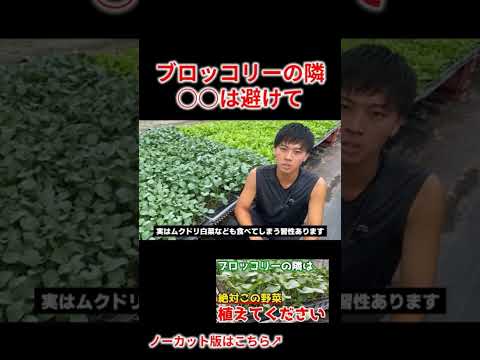 マグノリアをいつ地面に植えるのですか？どのように進めればよいでしょうか？方法、メンテナンス、病気  庭園