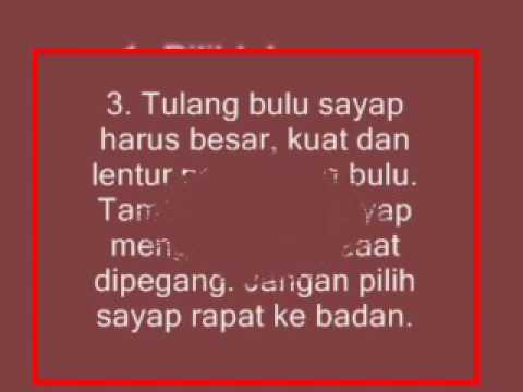 Tinggian Novyj Trend Smotret Onlajn Na Sajte Trendovi Ru