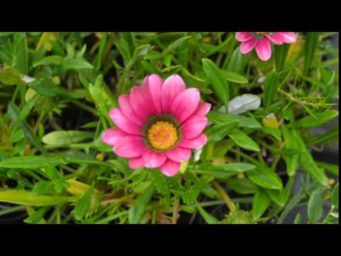 download lagu mp3 mp4 Gazania New Day Pink Shades, download lagu Gazania New Day Pink Shades gratis, unduh video klip Gazania New Day Pink Shades
