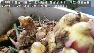 생강 껍질 벗기고 다듬기. 한 두뿌리가 아니라면 이 방법이... 그보다 훨 더 쉬운 방법은 이것... ㅎ ㅎ…