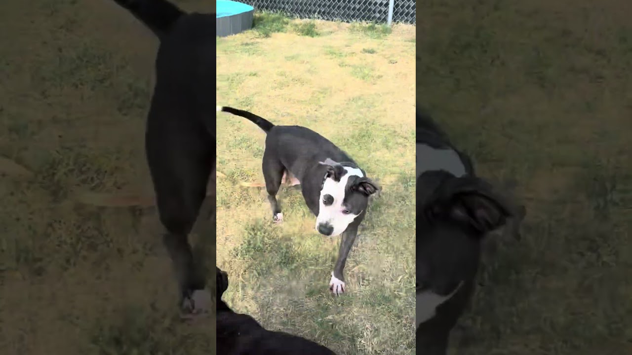 Shata, a Adoptable Pit Bull Terrier in Norman, OK video 6/6