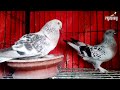Ice Turkish Tumbler T Check Pigeon Pair Pigeonary
