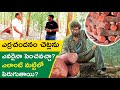 Red Sandalwood Farming in Telugu - How to Start Red Sandalwood Farming? | Kowshik Maridi