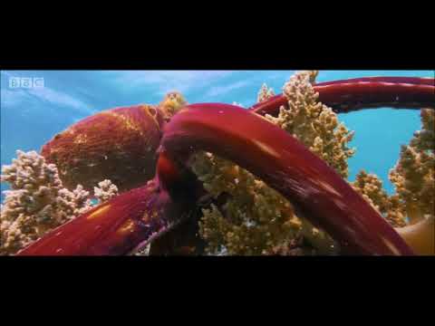 Blue Planet II : Official Trailer | BLUE PLANET II