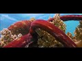 Blue Planet II Official Trailer BLUE PLANET II