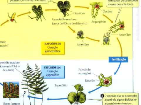 BIOLOGIA - Pteridófitas