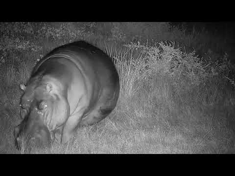 Djuma: Hippo comes out of the water and off to graze again - 02:56 - 04/02/2022