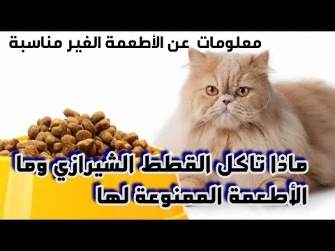 , title : 'ماذا تأكل القطط الشيرازي وما الاطعمة الممنوعة لها / What do Persian cats eat'