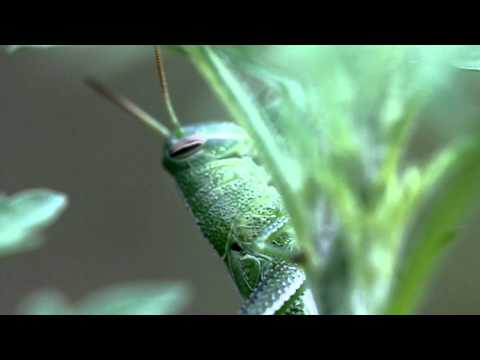 grasshopper (Schistocerca sp.)