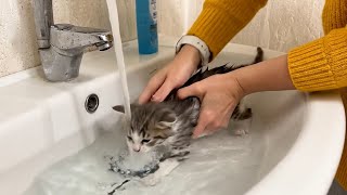 Adorável gatinho toma seu primeiro banho e não para de chorar