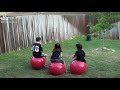 They Bounce On Hop Ball